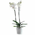 Orchidée Phalaenopsis blanche en pot